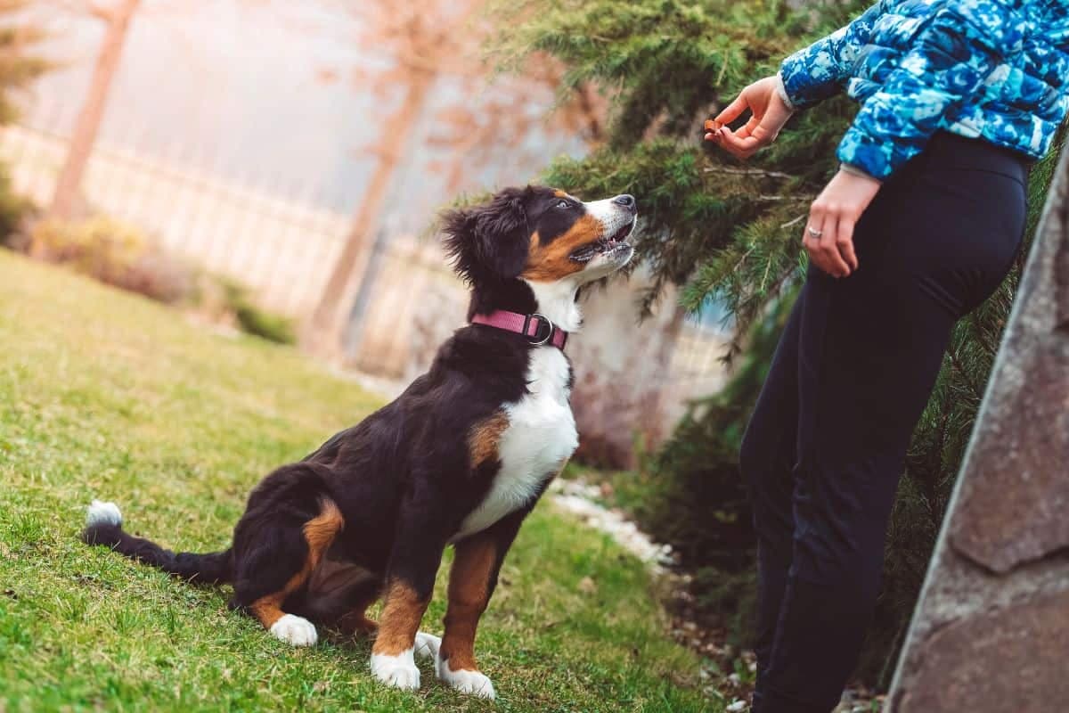 Dog Training Phoenix AZ for Better Daily Behavior